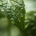 Aromatique